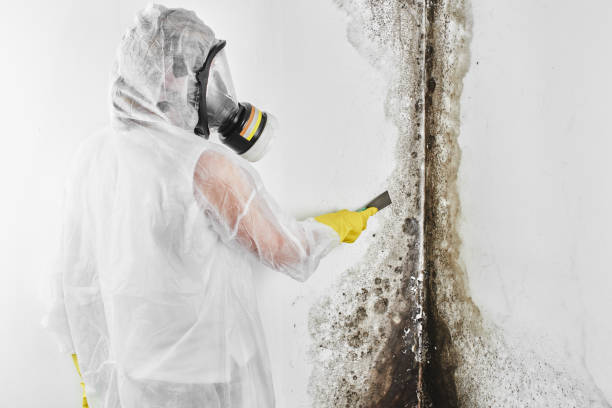 Concord, CA Mold Removal Company