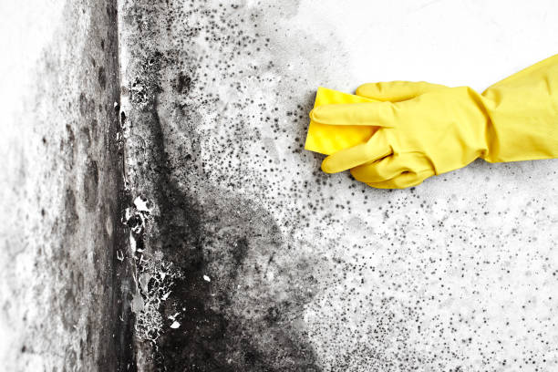 Best Mold Remediation  in Concord, CA