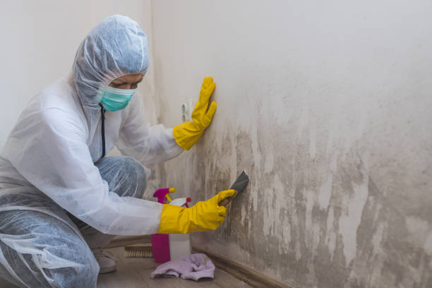 Best Fast Mold Removal  in Concord, CA