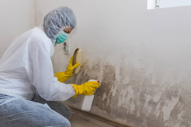 Best Toxic Mold Removal  in Concord, CA