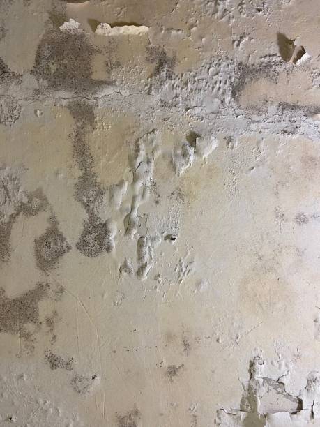 Best Residential Mold Removal  in Concord, CA