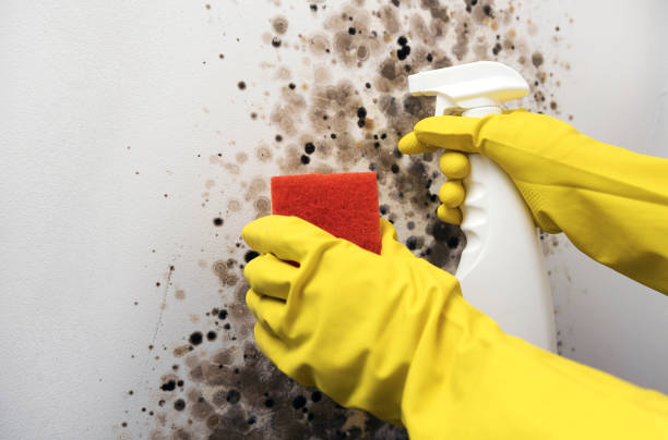 Best Mold Damage Repair  in Concord, CA