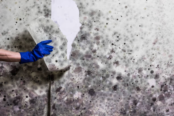 Best Water Damage Restoration  in Concord, CA
