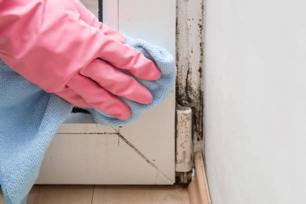 Best Mold Remediation Services  in Concord, CA