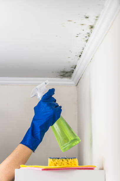 Best Mold Testing  in Concord, CA