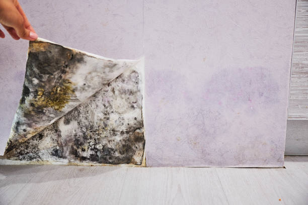 Best Home Mold Removal  in Concord, CA